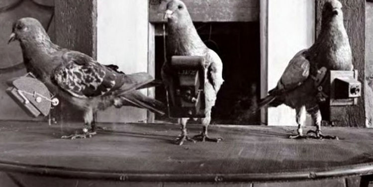 Pigeons camera or wearables camera before long go pro
