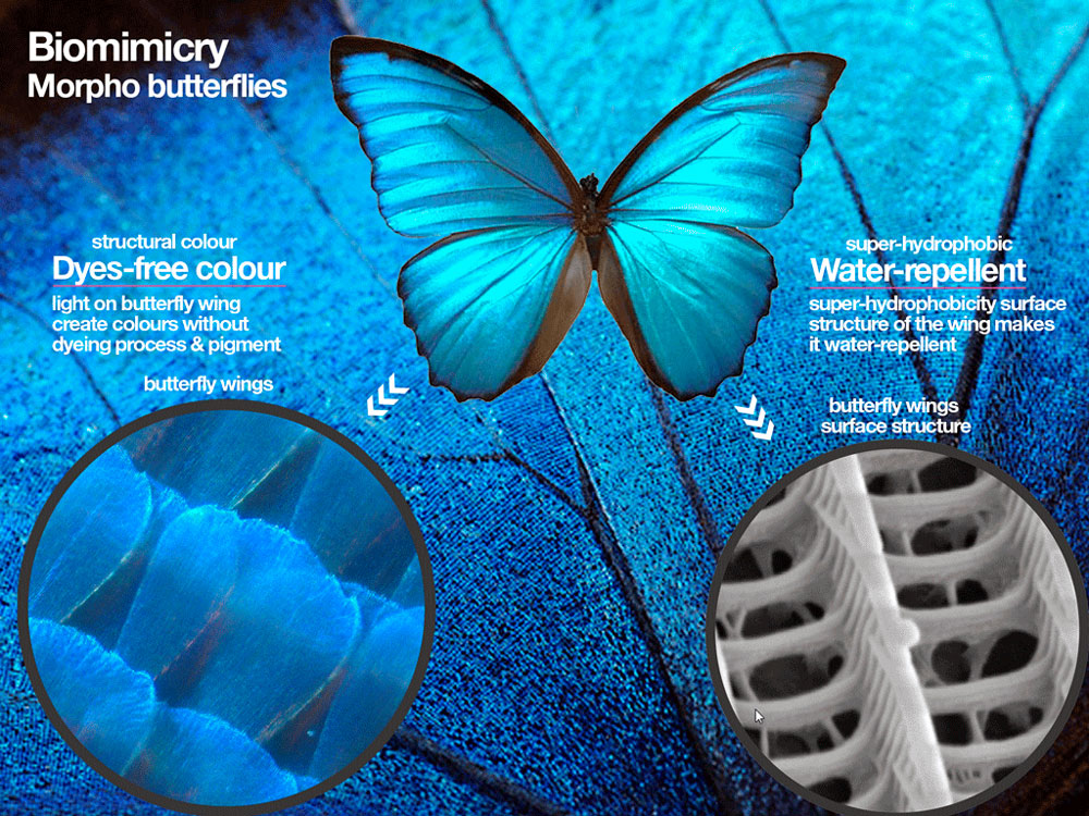 blue butterfly wings as inspiration for biomimicry fashion apparel